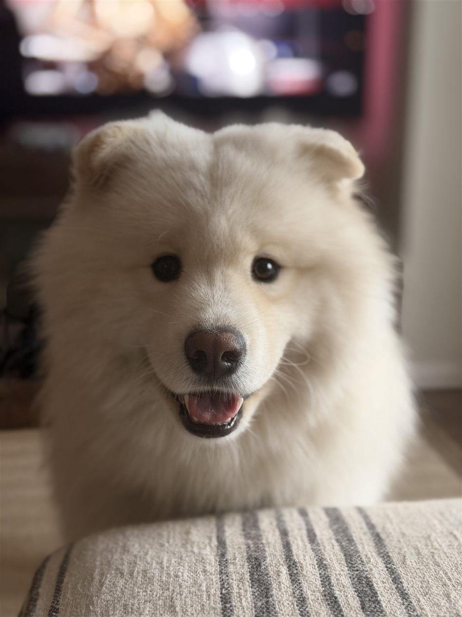 Woody the Samoyed, one of Viking Extrusions' office dogs